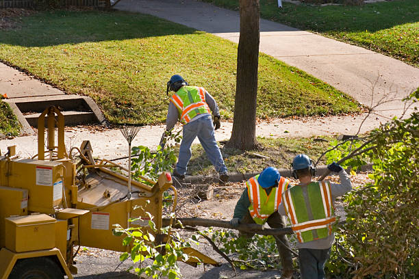 Tree Root Removal in Cane Savannah, SC